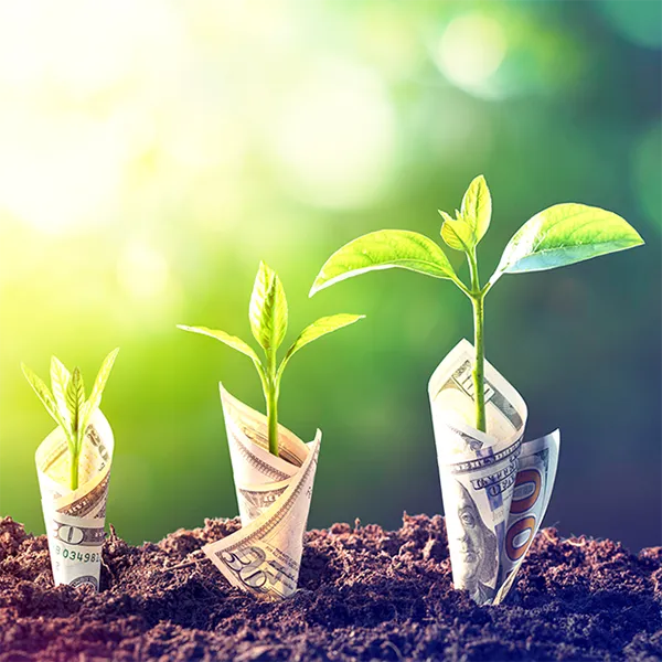 Dollar bills wrapped around sprouts growing from the ground.