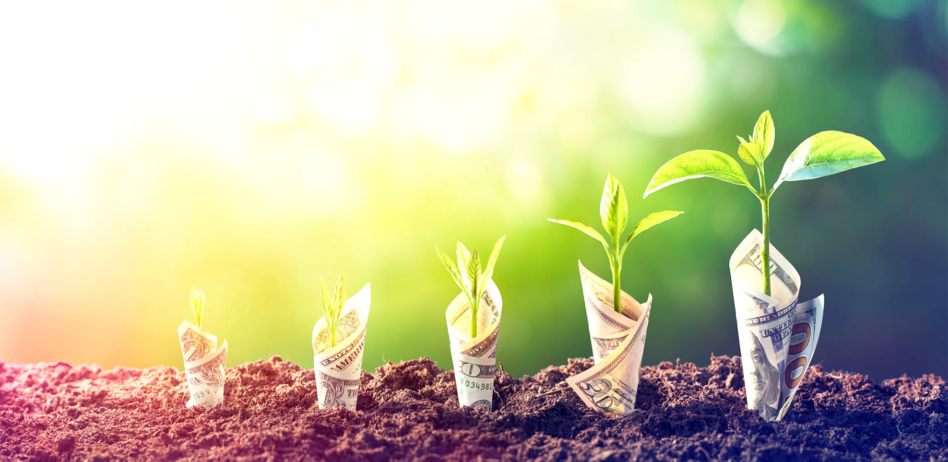 Dollar bills wrapped around sprouts growing from the ground.